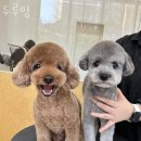 두루밍 이미지