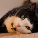 더케이 동물병원 이미지