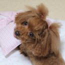 안나 제니 펫샵 | 안나제니펫샵 4월의 후기선물이 왔어요~