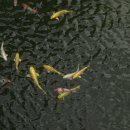 무한가돈 이미지