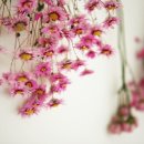 캘리그라피(저녁) 이미지