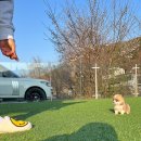 데스티니퍼피