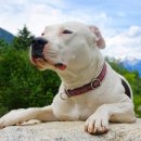 강아지 나라 이미지