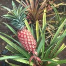 소소농장 이미지