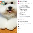 내새끼 펫 이미지