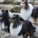 클라라애견 이미지