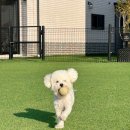 멍,멍# | 인천 강화도 복층 애견동반펜션 하루멍 후기