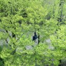 오월걸상 이미지