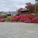 계곡힐링스카이 | 정선펜션 추천 하늘나리펜션 후기 (구미정계곡펜션·정선단체펜션으로 완벽했던 여행)