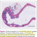 Clinically healthy cat의 cecum의 초음파, 내시경, 조직검사 비교 이미지