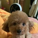 커들리독 - 파주시 해올2길 16 | 커들리독