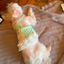 장재로 | 부산 김해 애견운동장 장재로167 단독 대관 후기