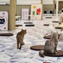 찌꼬뽀꼬 광안펫스테이션점 | 광안리 실내 데이트 고양이카페 추천 피피피 펫스테이션점(feat. 개냥이)