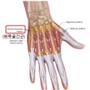 손*배