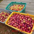 부자농장 이미지