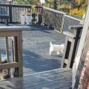 여울애견 이미지