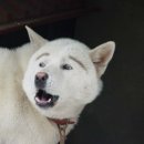 우리집고양이