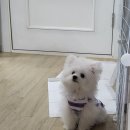 도그버디 이미지