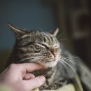 송 동물병원 이미지