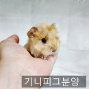 펫엔글라이더 인천점 이미지