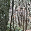 [나눔걷기여행후기]2018년 12월 1일(토)속리산세조길과 삼년산성길>>지난 일을 떠올리며 걷다... 12월은...