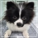 리라동물병원