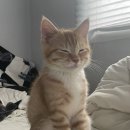 고양이집사 이미지