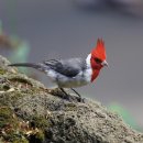 홍관조(red-crested cardinal), 구관조(common myna) 이미지