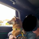 짱구애견하우스 이미지