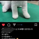 블레스펫츠 네이버블로그