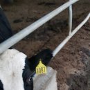 천복목장 이미지