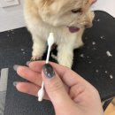 헤어멍펫살롱 | 전주 송천동 펫아로마 아로멍, 반려동물 천연 아로마 스파+위생미용 후기