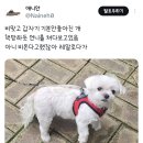 언니랑개 이미지