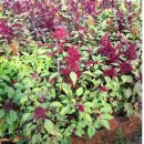 아마란스 이미지