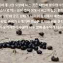 황매산기적길 이미지