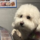 카카몽 애견미용실 | 대전 가장동 청춘껍데기 대전점 애견동반 후기