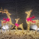 스테이인 1025 이미지