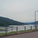 춘천소양강김치 이미지