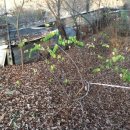 임대길농장 이미지