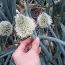 영롱농장 이미지