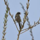 새만금의 쇠검은머리쑥새(Ochre-rumped Bunting) 이미지