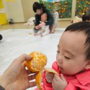 원정농장 | [서수원이마트애기똥풀] 제주 할망의 귤농장 체험! 11개월 차 아기 귤 먹방 현장