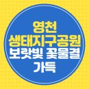 영천강변체육공원주차장 | 영천 생태지구공원 보라빛 꽃물결 가득 여행지