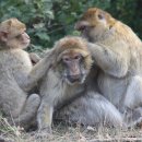 [6/30,Thur.] What Old Monkeys and Old Humans Have in Common 이미지