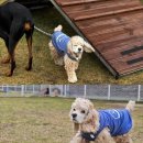 딩동댕댕 이미지