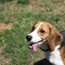 엘동물의료센터 이미지