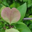 미선농장 이미지