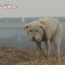 동물농장 이미지