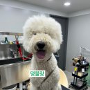 댕블랑 이미지