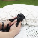 일산강아지분양 라펫 이미지